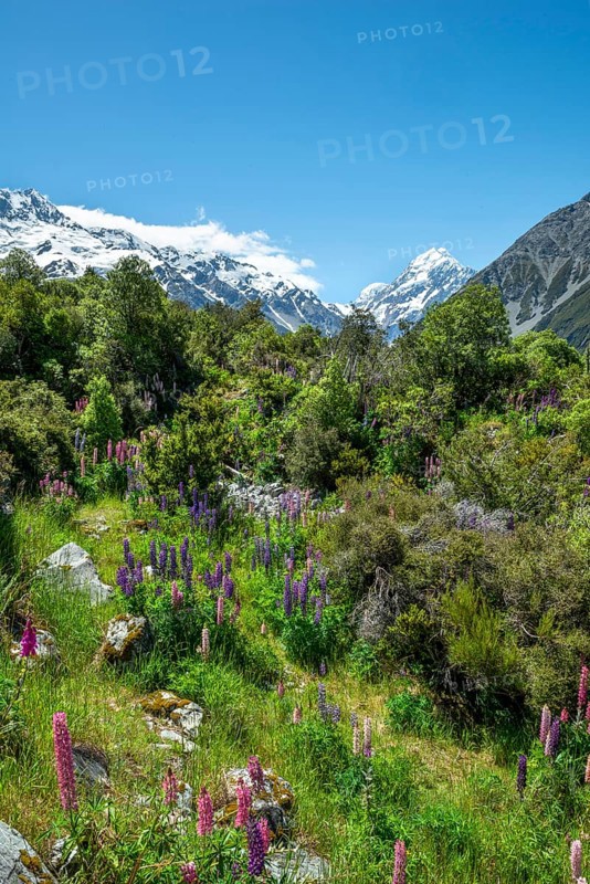 Purple multileaved lupines