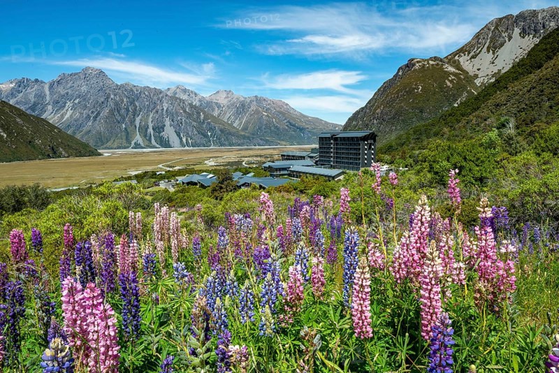 Purple Multileaved Lupines