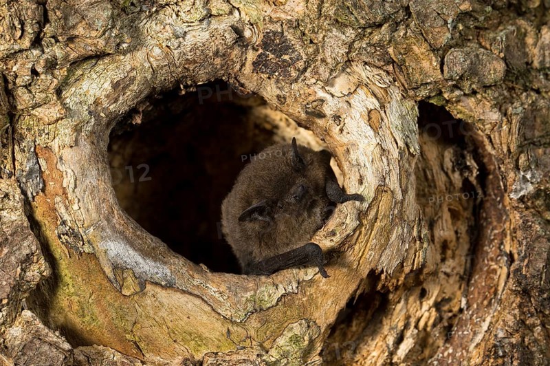 Nathusius's pipistrelle
