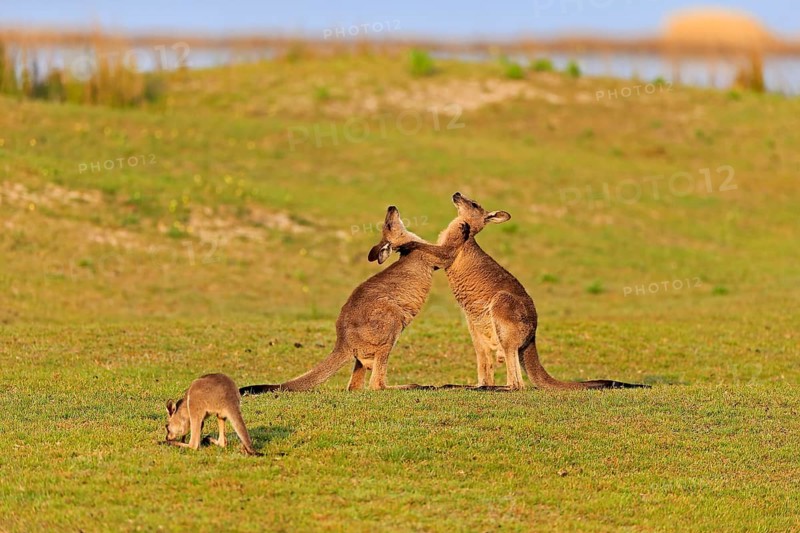 Eastern grey kangaroo