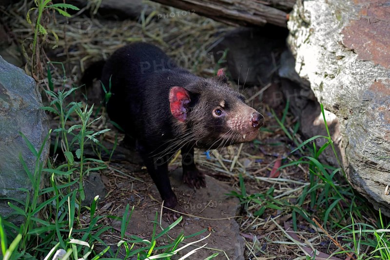 Tasmanian devil