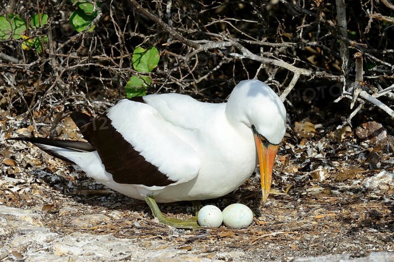 Nazca booby