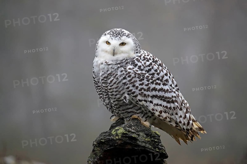 Snowy owl