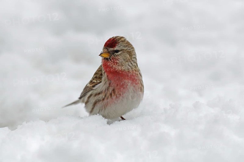 Common redpoll