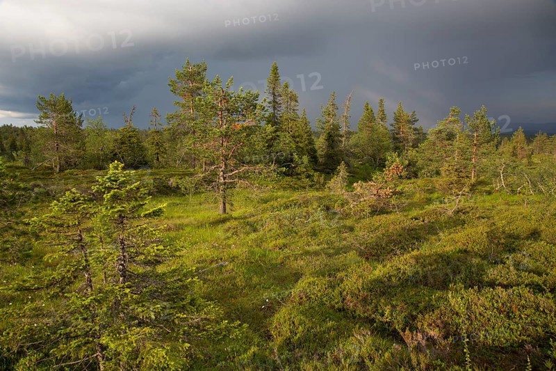 Riisitunturi National Park