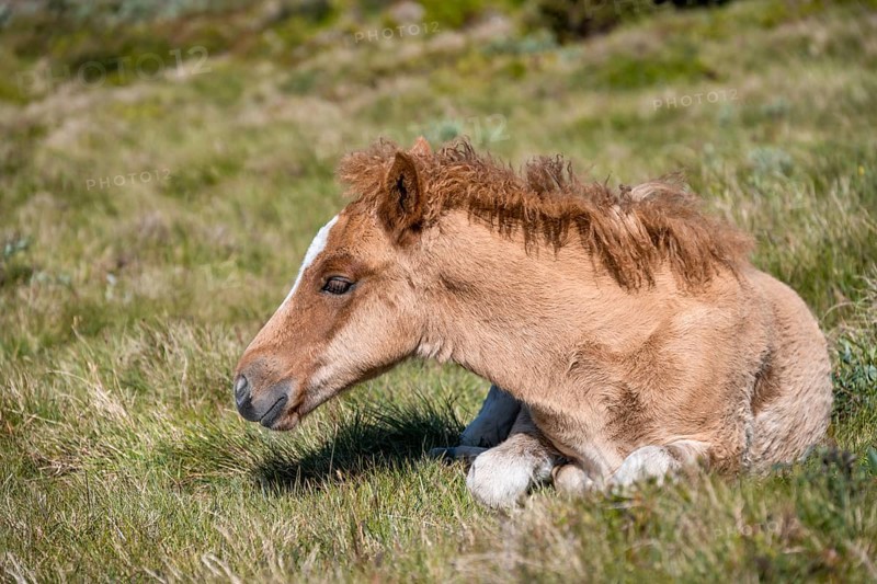 Norwegian fjord horse