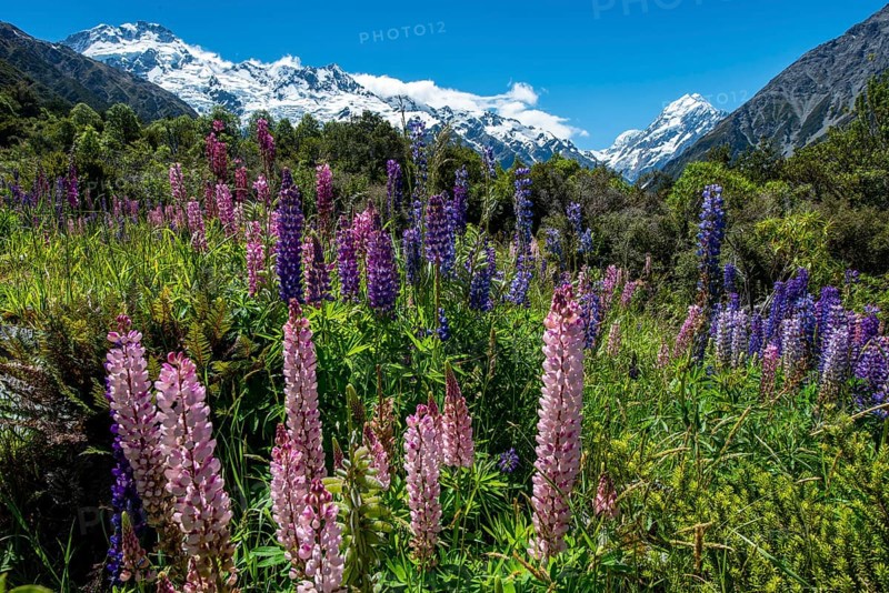 Purple multileaved lupines