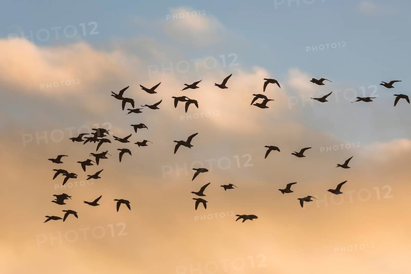 Brent Geese
