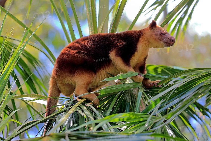Goodfellow tree kangaroo