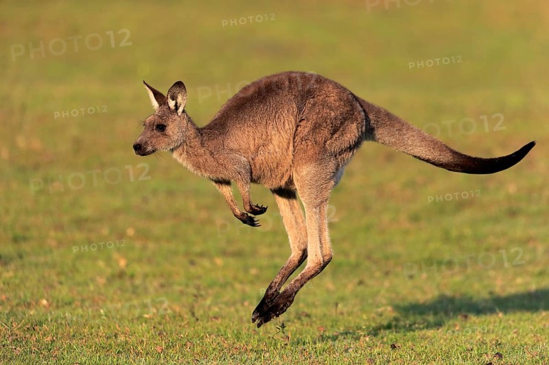 Eastern grey kangaroo