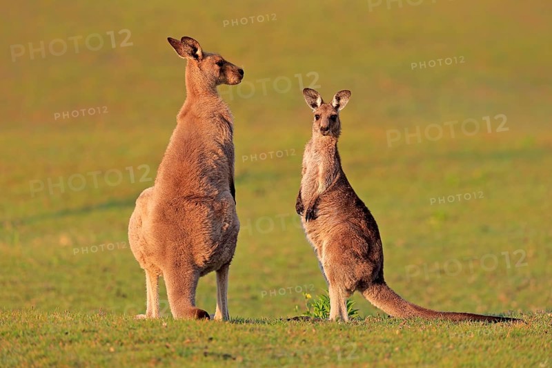 Eastern grey kangaroo