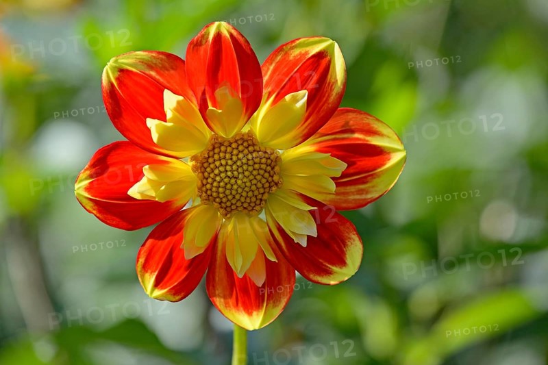 Dahlia