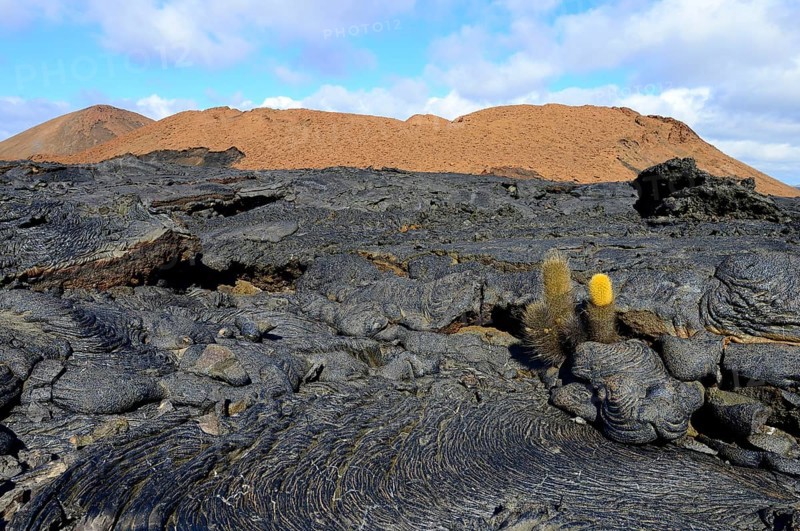 Lava cactus