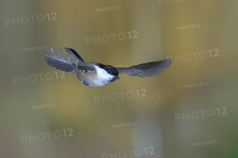 Willow tit