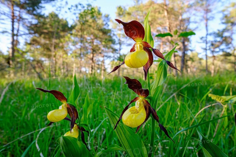 Yellow lady's slipper orchid
