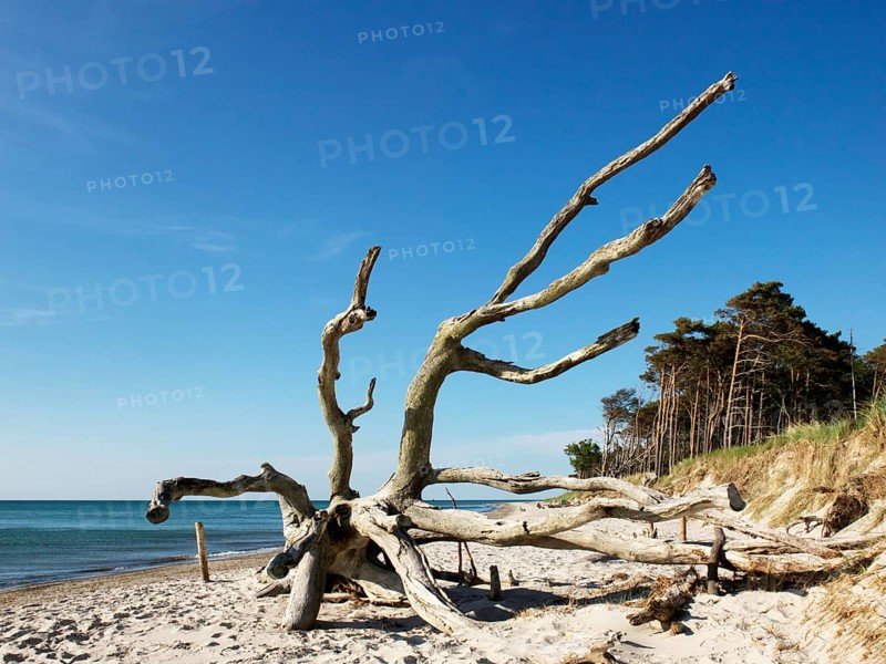Dead tree
