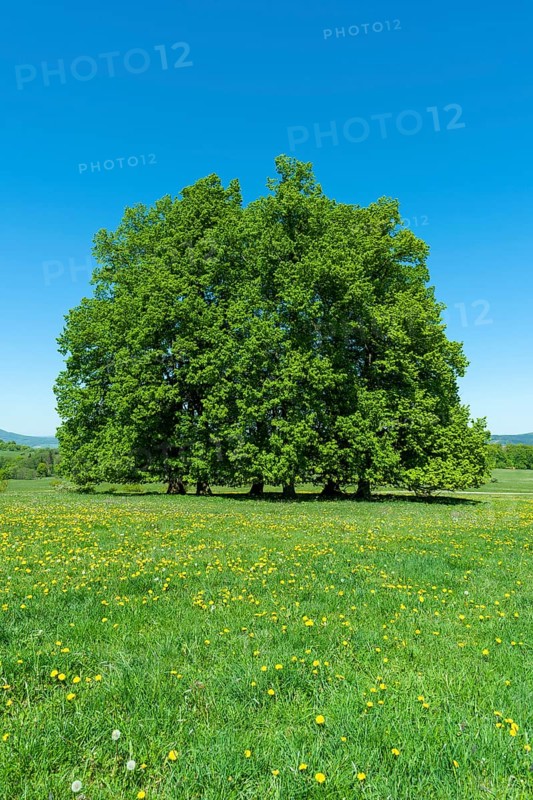 Linden trees
