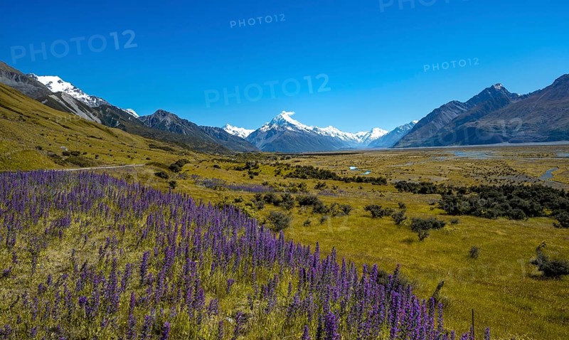 Blooming purple flowers