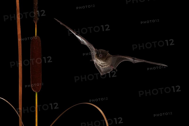 Nathusius's pipistrelle