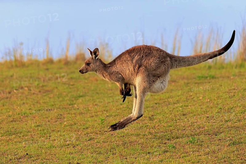 Eastern grey kangaroo