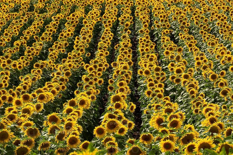 Field of sunflowers