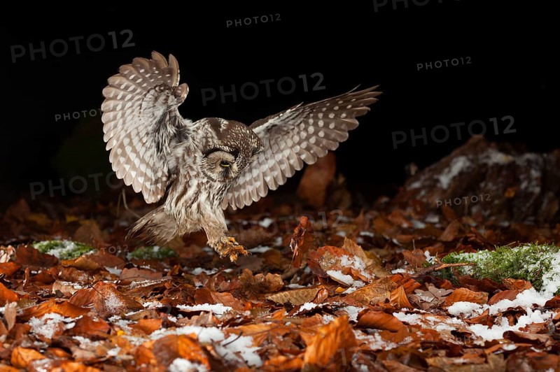 Tengmalm's owl