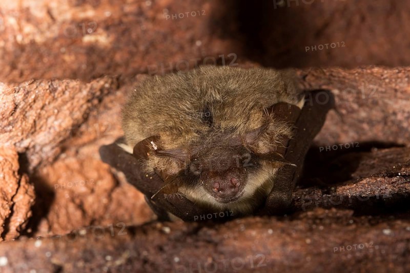 Grey long-eared bat