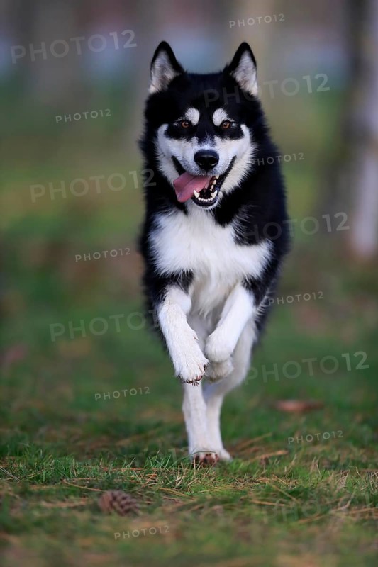Alaskan Malamute