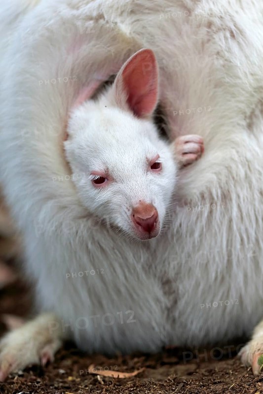 Red-necked wallaby