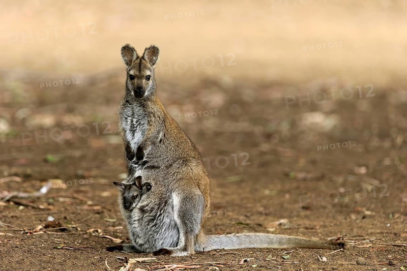 Red-necked wallaby