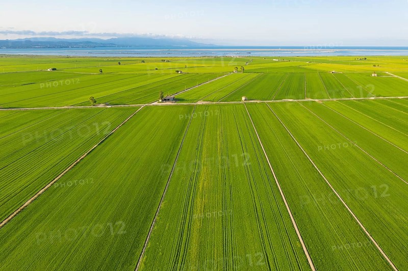 Rice fields