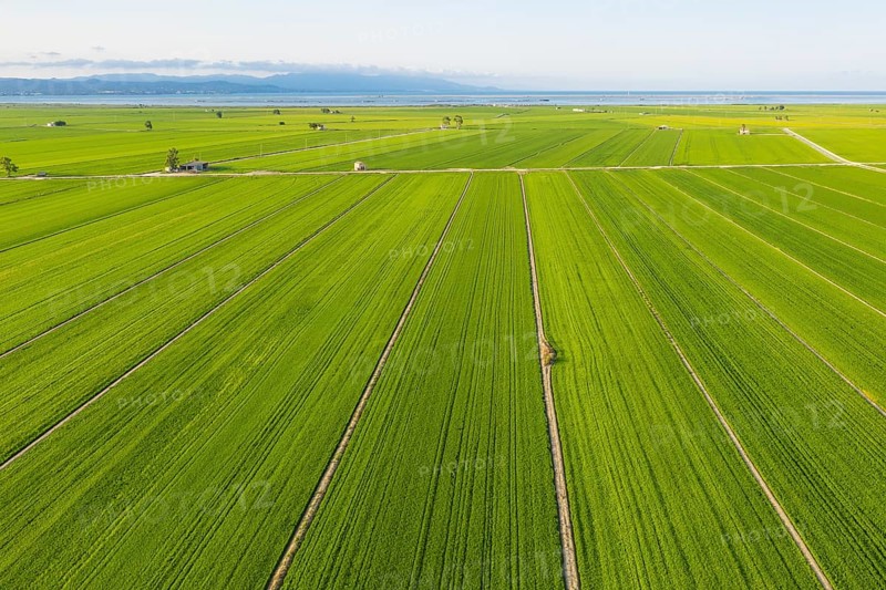 Rice fields