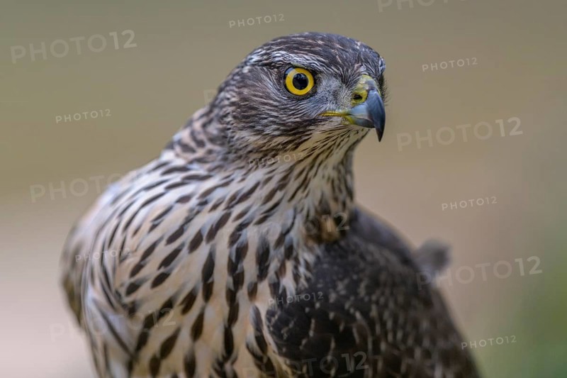 Northern goshawk