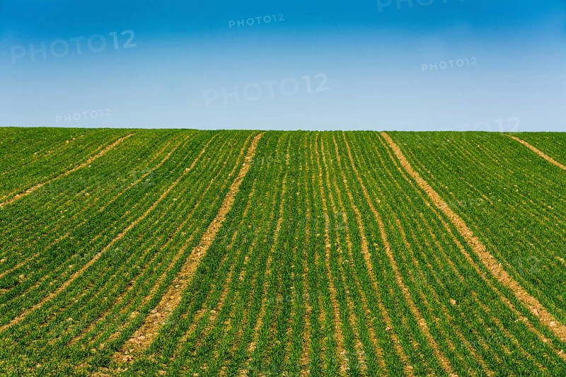 Field of young corn sprouts