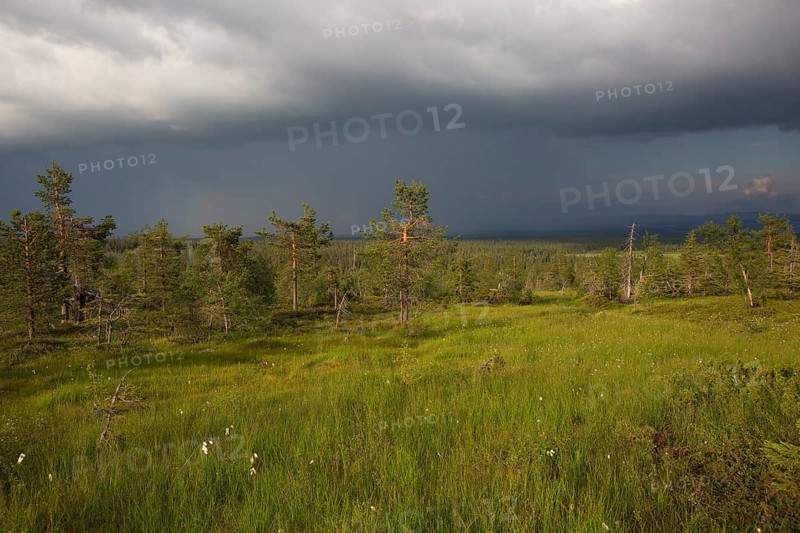 Slope bog in Riisitunturi National Park