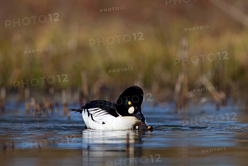 Common Common Goldeneye