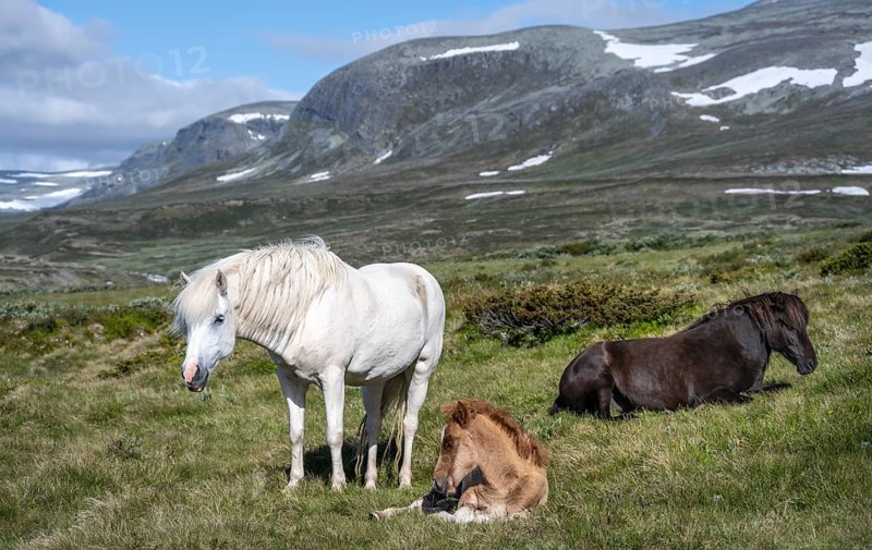 Norwegian fjord horses