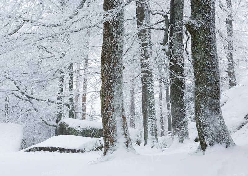 Natural forest in winter with snow and hoarfrost