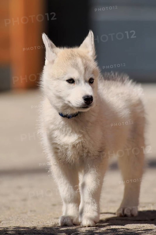 Siberian Husky puppy standing