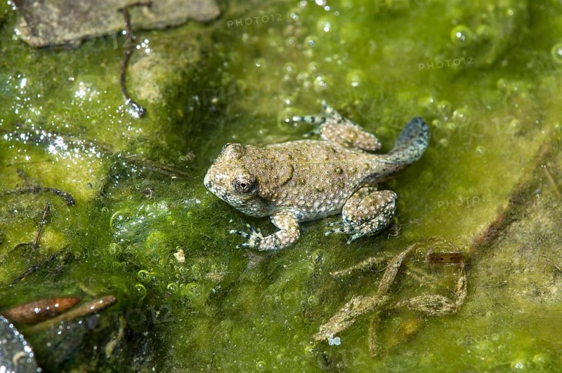 Adult larva of a yellow-bellied toad