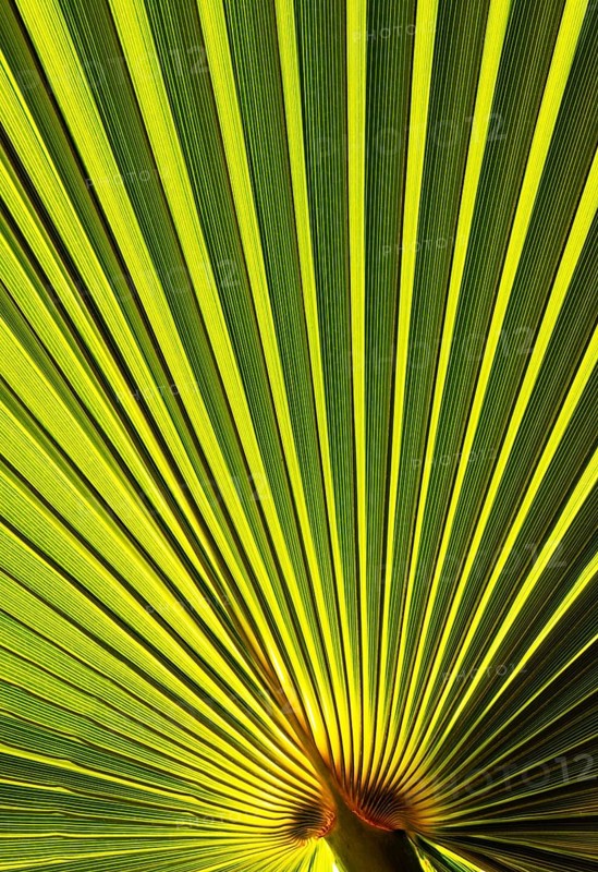 Leaf of a petticoat palm or Washington palm