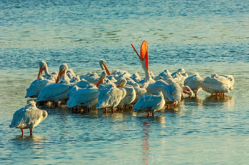 American white pelican