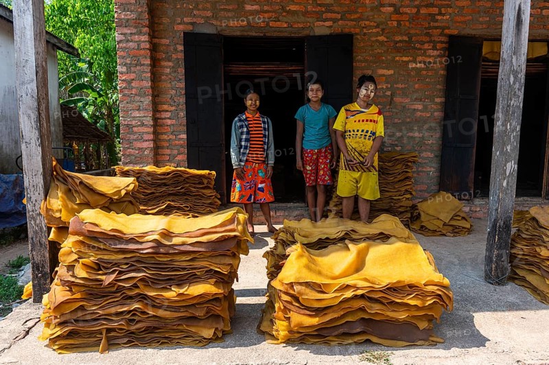 Local workers at a Rubber plantation near Myeik or Mergui