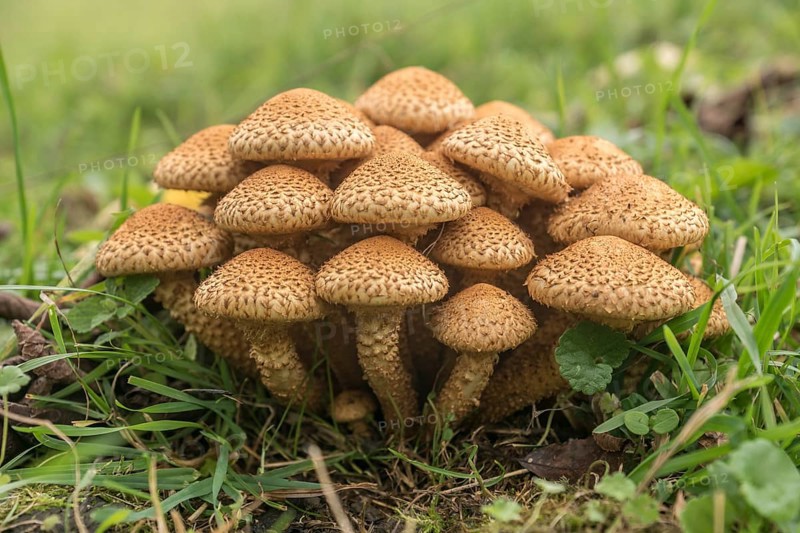 Shaggy scalycap