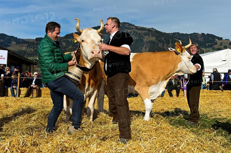 The winning cow at the Miss Simmental competition for Simmental cattle receives a bell