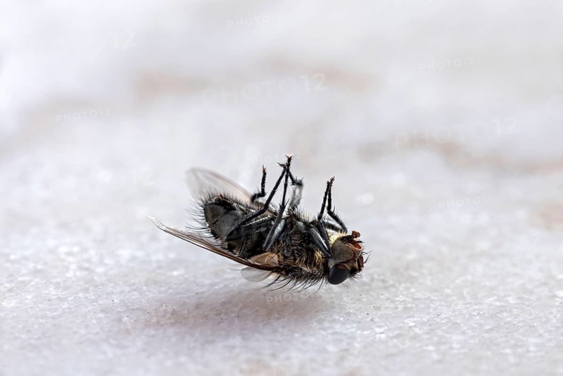 Dead house fly