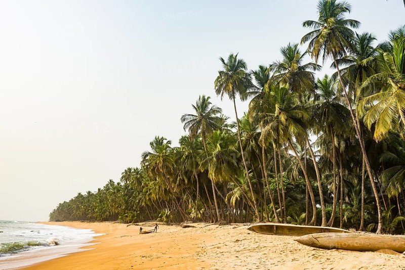 Palm trees and dugout canoes