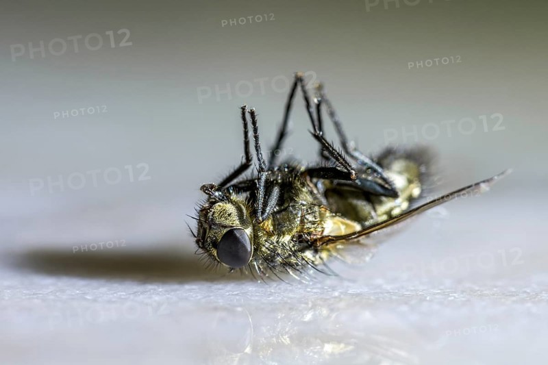 Dead house fly