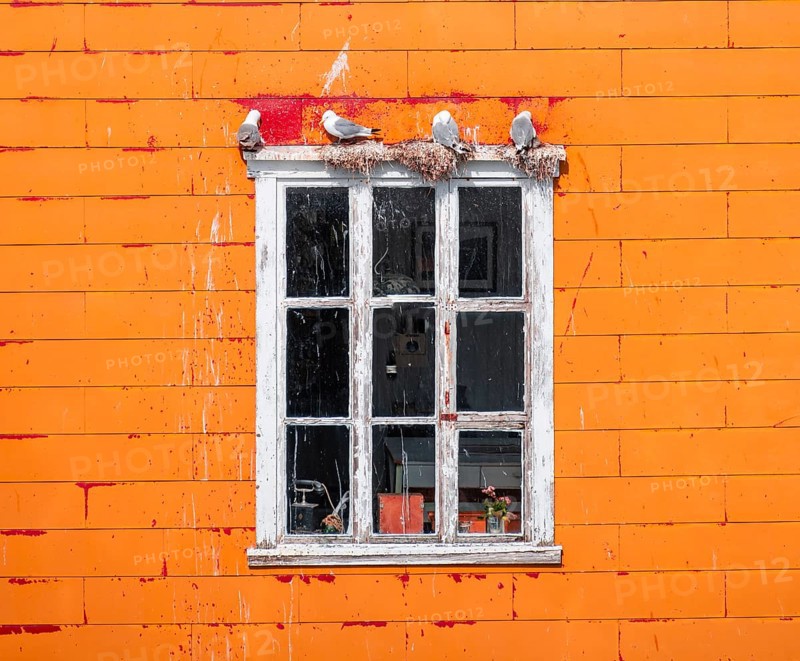 Nesting gulls on white window frame
