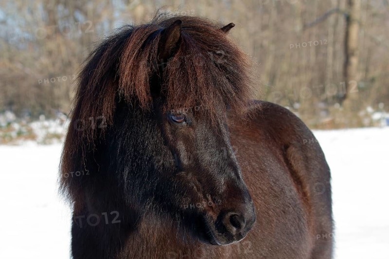 Icelandic horse